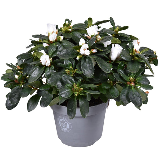 Hvid Azalea - Blomstrende Udendørs Plante