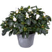Hvid Azalea - Blomstrende Udendørs Plante