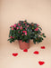 Fuschia Azalea - Blomstrende Udendørs Plante