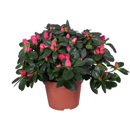 Fuschia Azalea - Blomstrende Udendørs Plante