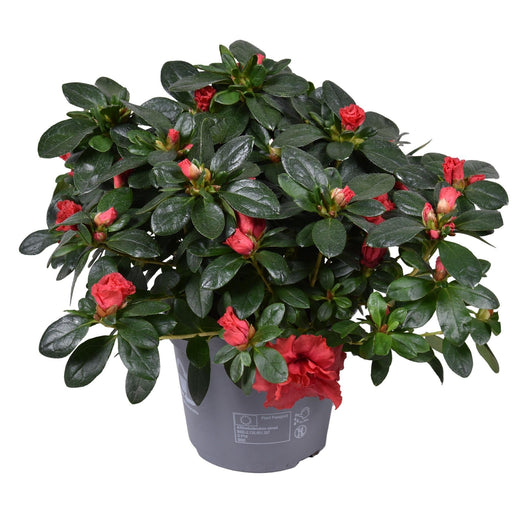 Jimmy Red Azalea - Blomstrende Udendørs Plante