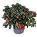 Jimmy Red Azalea - Blomstrende Udendørs Plante