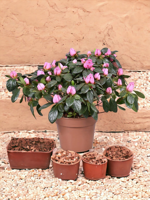 Pink Azalea D13Cm H30Cm