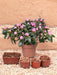 Pink Azalea D13Cm H30Cm