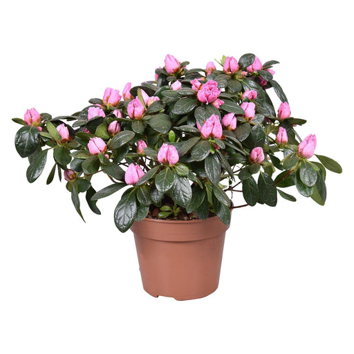 Pink Azalea D13Cm H30Cm