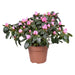 Pink Azalea D13Cm H30Cm