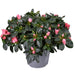 Pink Azalea - Blomstrende Udendørs Plante