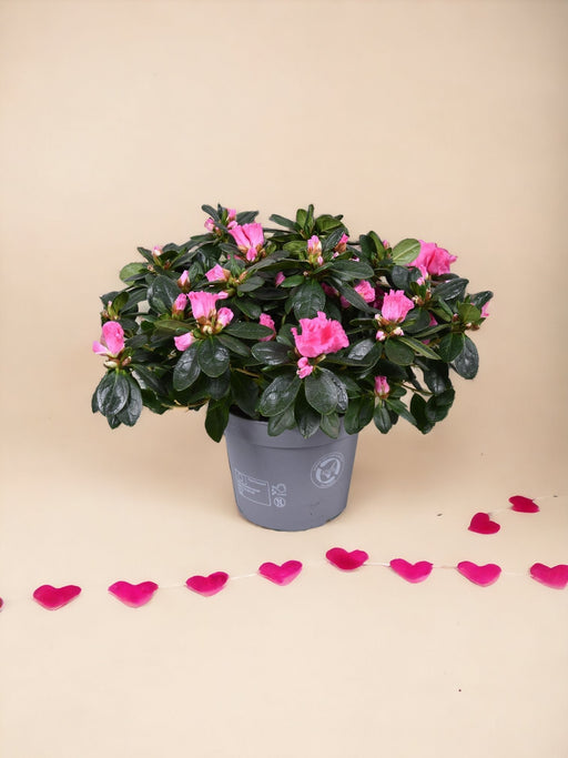 Pink Azalea - Udendørs Blomstrende Plante