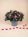 Pink Azalea - Udendørs Blomstrende Plante