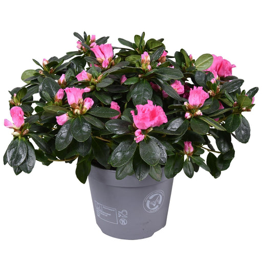 Pink Azalea - Udendørs Blomstrende Plante