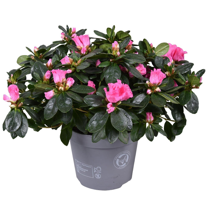 Pink Azalea - Udendørs Blomstrende Plante