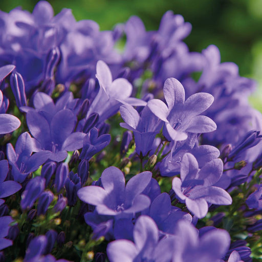 Hvid Balkonbak Med 3 Violet Campanula Addenda - Klokker