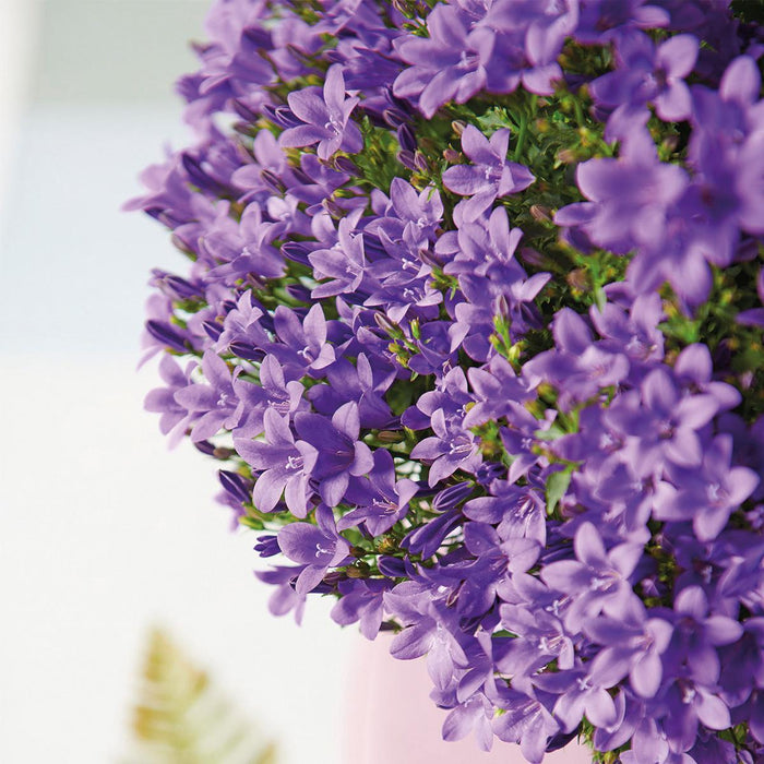 Hvid Balkonbak Med 3 Violet Campanula Addenda - Klokker