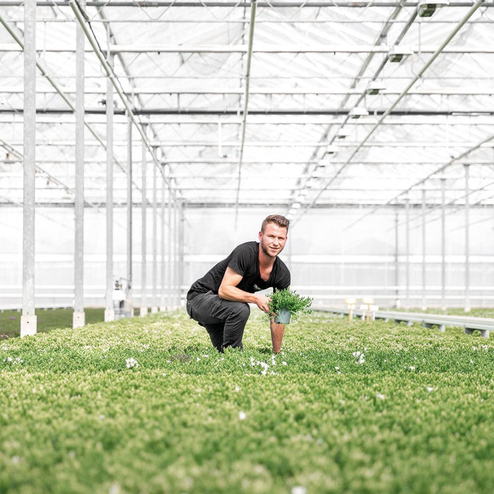 Hvid Balkonbak Med 3 Violet Campanula Addenda - Klokker