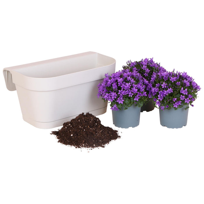 Hvid Balkonbak Med 3 Violet Campanula Addenda - Klokker