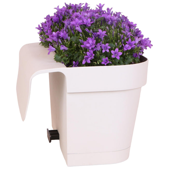 Hvid Balkonbak Med 3 Violet Campanula Addenda - Klokker