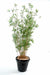 Kunstig Bambus 190 Cm Indendørs Plante