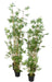 Kunstig Bambus 60 Cm Indendørs Plante Grøn