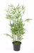 Kunstig Bambus 90 Cm Indendørs Planteglas