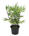 Kunstig Bambus I Pot 60 Cm Sort Cannage