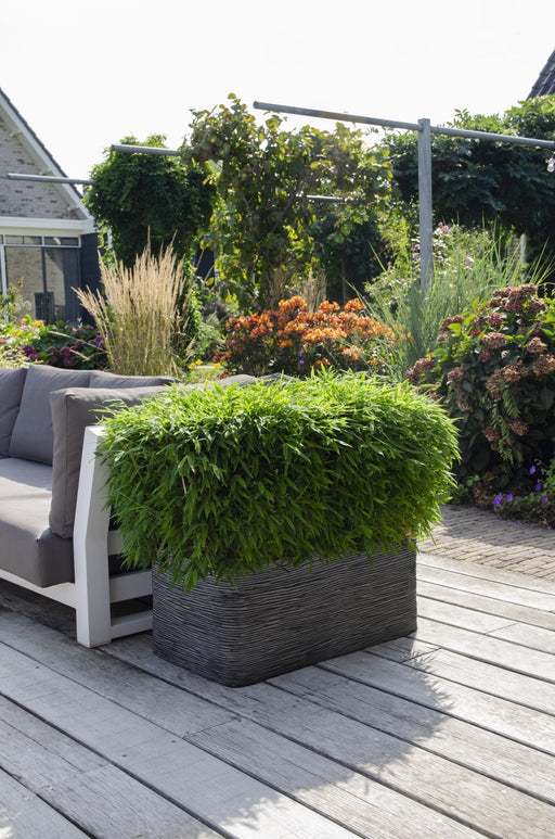 Bambus - Fargesia 'Moontars'® Boobux - ↨70Cm - Ø29 - Udendørs Plante