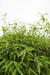 Bambus - Fargesia 'Moontars'® Boobux - ↨70Cm - Ø29 - Udendørs Plante