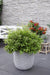 Bambus - Fargesia 'Moontars'® Boobux - ↨70Cm - Ø29 - Udendørs Plante