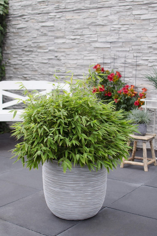 Bambus - Fargesia 'Moontars'® Boobux - ↨70Cm - Ø29 - Udendørs Plante