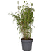 Bambus - Fargesia Murielae 'Winter Black' - ↨80Cm - Ø29 - Udendørs Plante