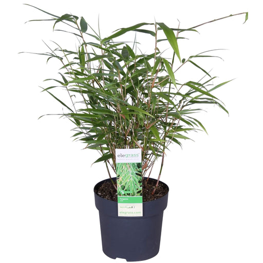 Bambus - Fargesia Rufa - ↨40Cm - Ø14 - Udendørs Plante