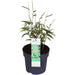 Bambus - Fargesia Rufa - ↨40Cm - Ø14 - Udendørs Plante