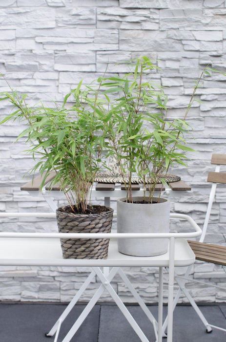 Bambus - Fargesia Rufa - ↨40Cm - Ø14 - Udendørs Plante