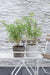 Bambus - Fargesia Rufa - ↨40Cm - Ø14 - Udendørs Plante