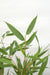 Bambus - Fargesia Rufa - ↨40Cm - Ø14 - Udendørs Plante