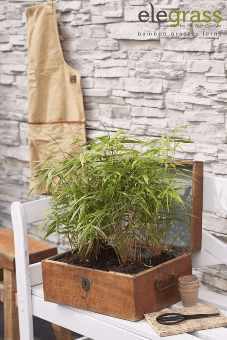Bambus - Fargesia Rufa - ↨40Cm - Ø14 - Udendørs Plante