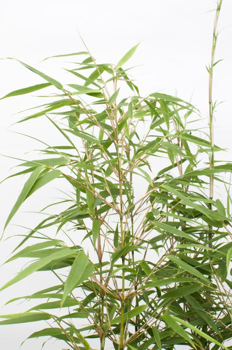 Bambus - Fargesia Rufa - ↨60Cm - Ø19 - Udendørs Plante
