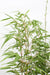 Bambus - Fargesia Rufa - ↨60Cm - Ø19 - Udendørs Plante