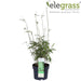 Bambus - Fargesia Rufa - ↨60Cm - Ø19 - Udendørs Plante