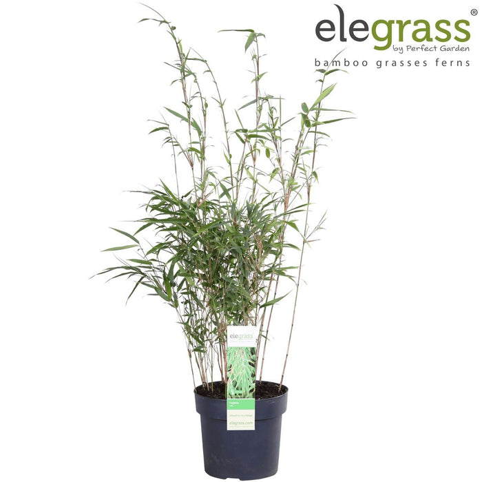 Bambus - Fargesia Rufa - ↨60Cm - Ø19 - Udendørs Plante