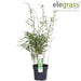 Bambus - Fargesia Rufa - ↨60Cm - Ø19 - Udendørs Plante