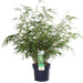 Bambus - Fargesia Rufa - ↨60Cm - Ø19 - Udendørs Plante