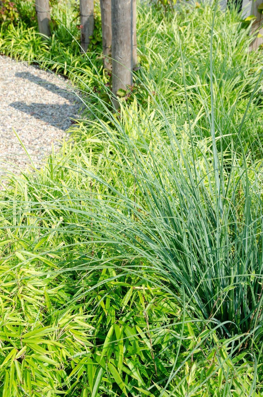 Bambus - Fargesia Rufa - ↨60Cm - Ø19 - Udendørs Plante