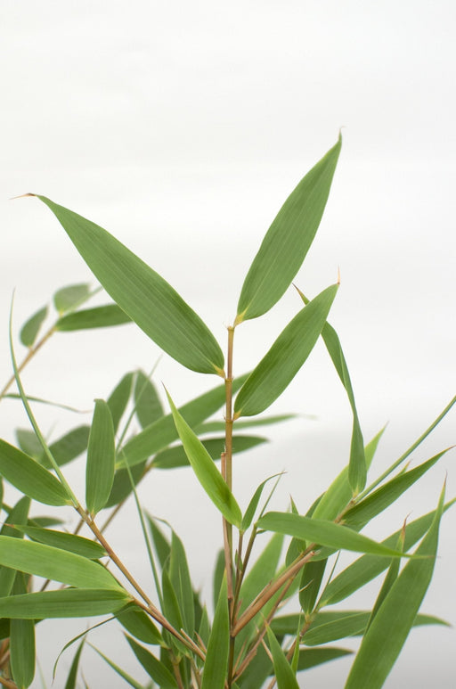 Bambus Fargesia Rufa - ↨80Cm - Ø23 - Udendørs Plante