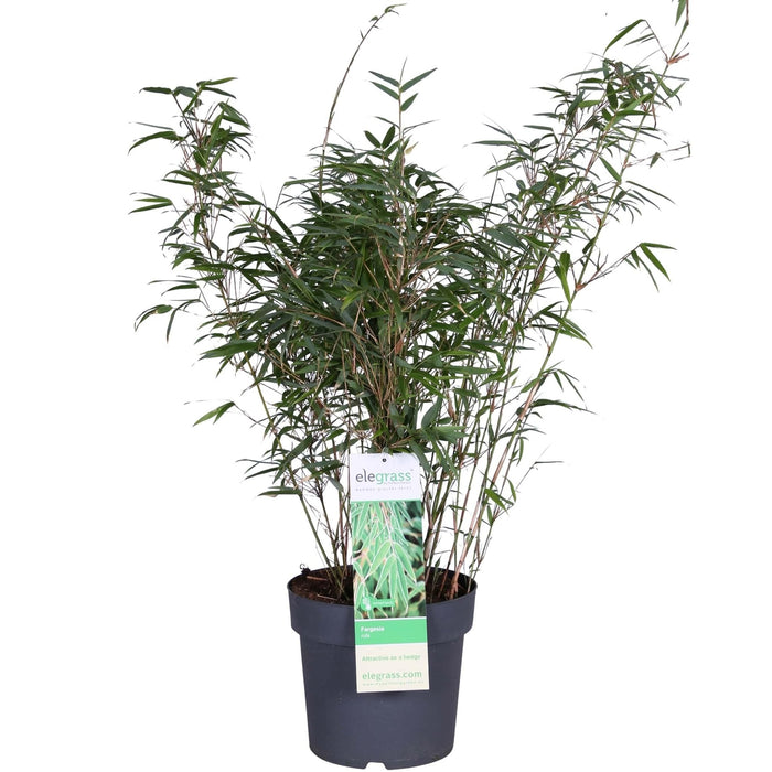 Bambus Fargesia Rufa - ↨80Cm - Ø23 - Udendørs Plante
