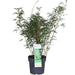 Bambus Fargesia Rufa - ↨80Cm - Ø23 - Udendørs Plante