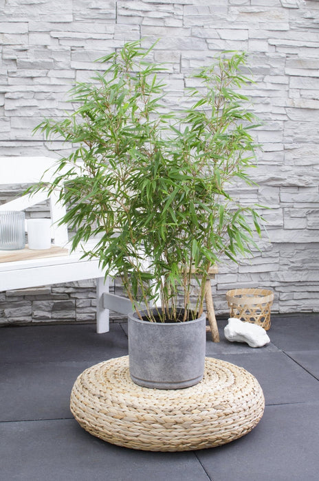 Bambus Fargesia Rufa - ↨80Cm - Ø23 - Udendørs Plante