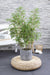 Bambus Fargesia Rufa - ↨80Cm - Ø23 - Udendørs Plante