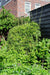 Bambus Fargesia Rufa - ↨80Cm - Ø23 - Udendørs Plante