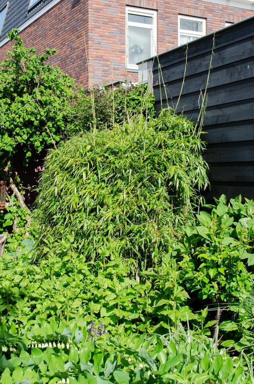 Bambus Fargesia Rufa - ↨80Cm - Ø23 - Udendørs Plante