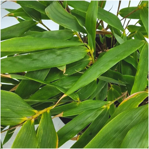 Bamboo Fargesia Rufa - Sæt Med 6 Stk